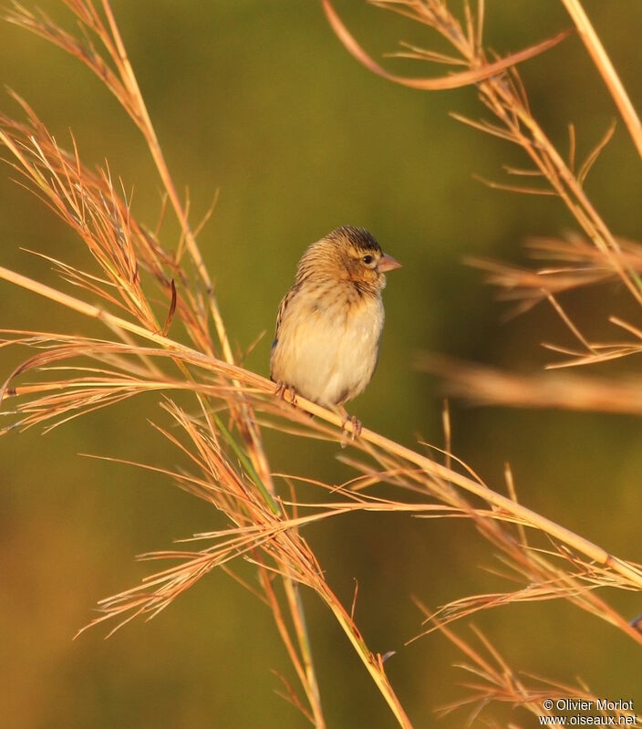 Red-billed Quelea female