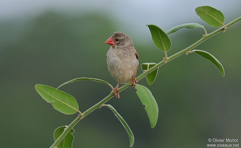 Red-billed Quelea