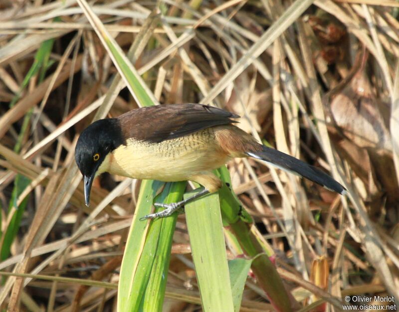 Black-capped Donacobius