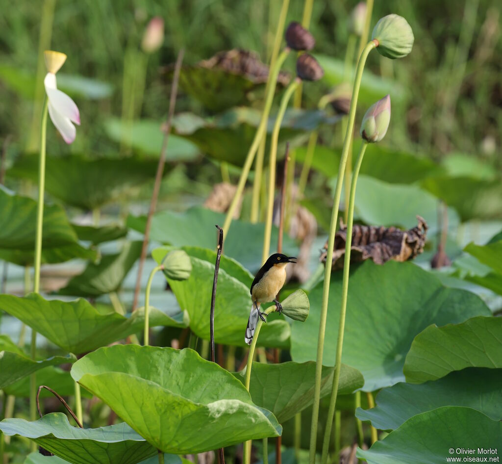 Troglodyte à miroir - Donacobe à miroir<br />