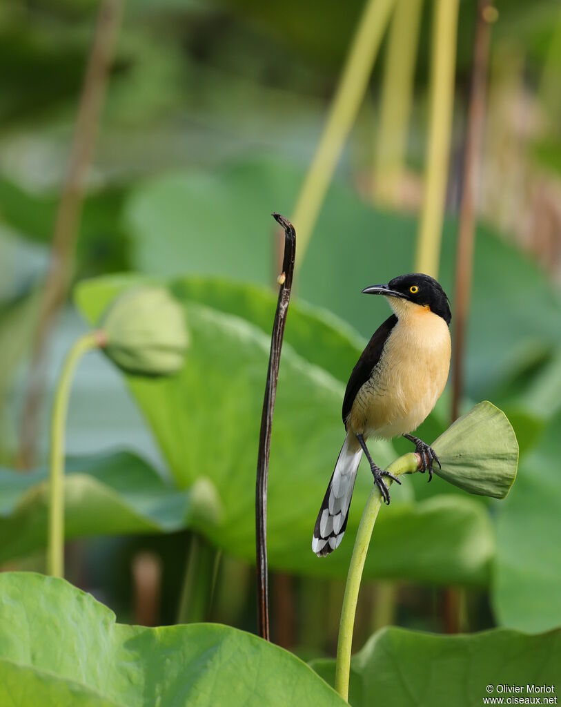 Troglodyte à miroir - Donacobe à miroir<br />