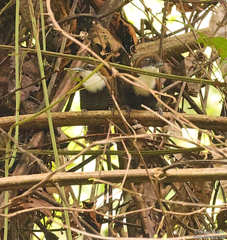 Black-bellied Wren