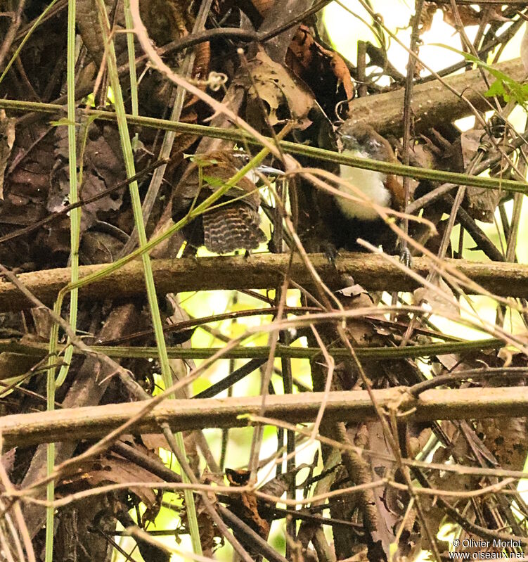 Black-bellied Wren