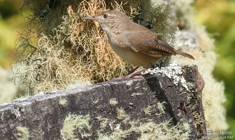 Troglodyte austral