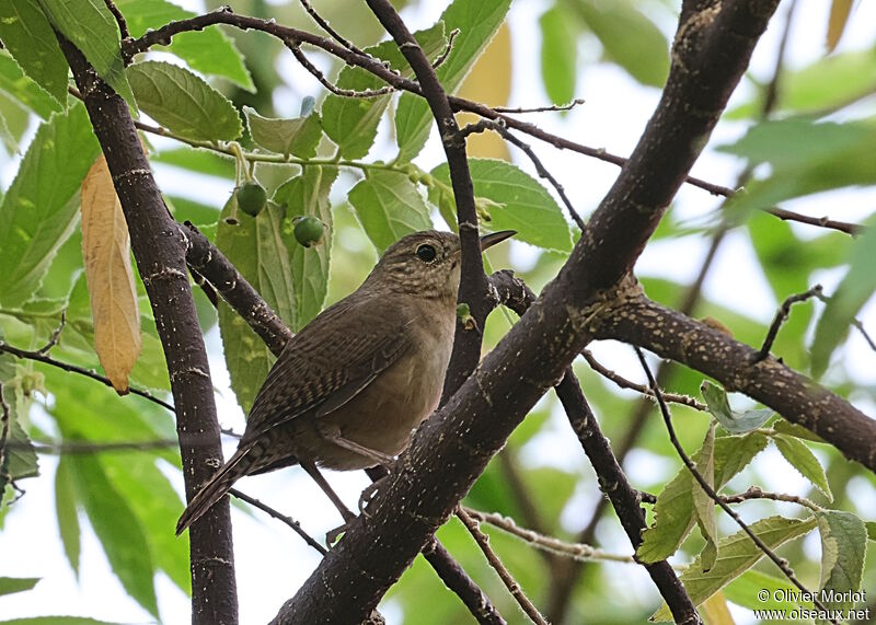 Troglodyte austral