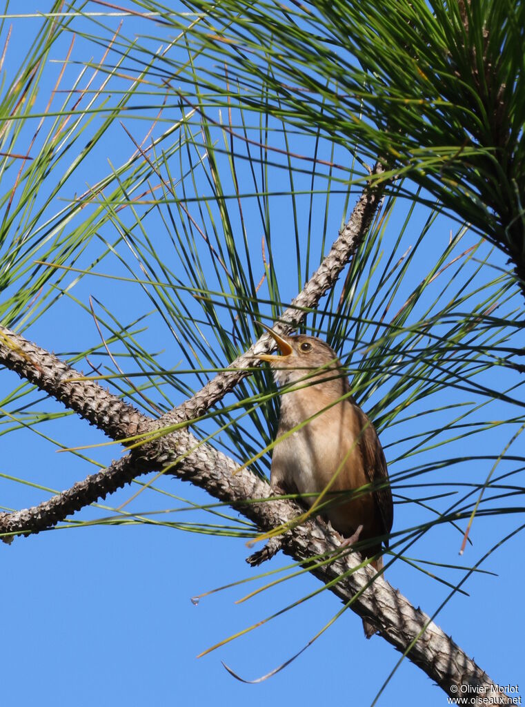 Troglodyte austral