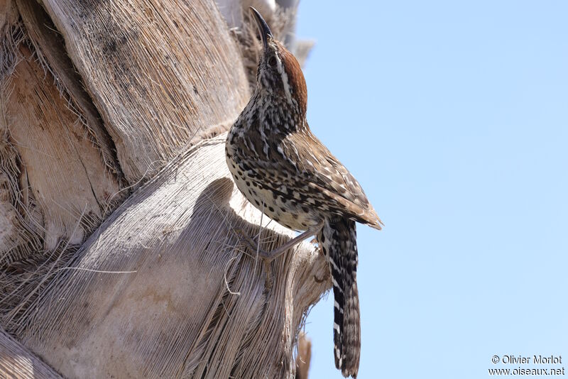 Cactus Wren