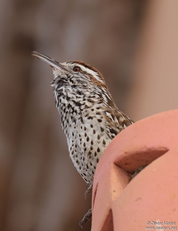 Cactus Wren