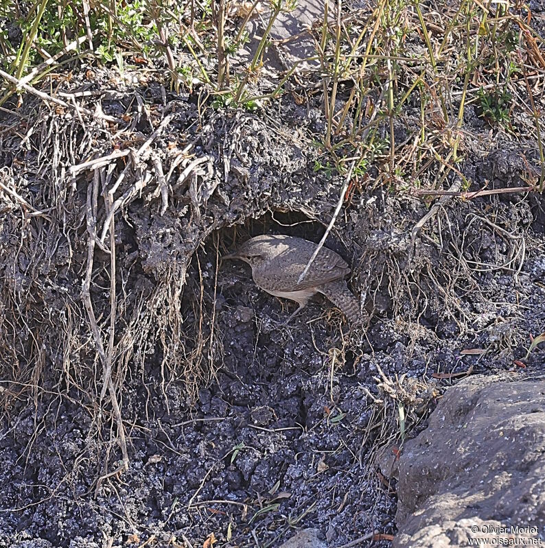 Troglodyte des canyons