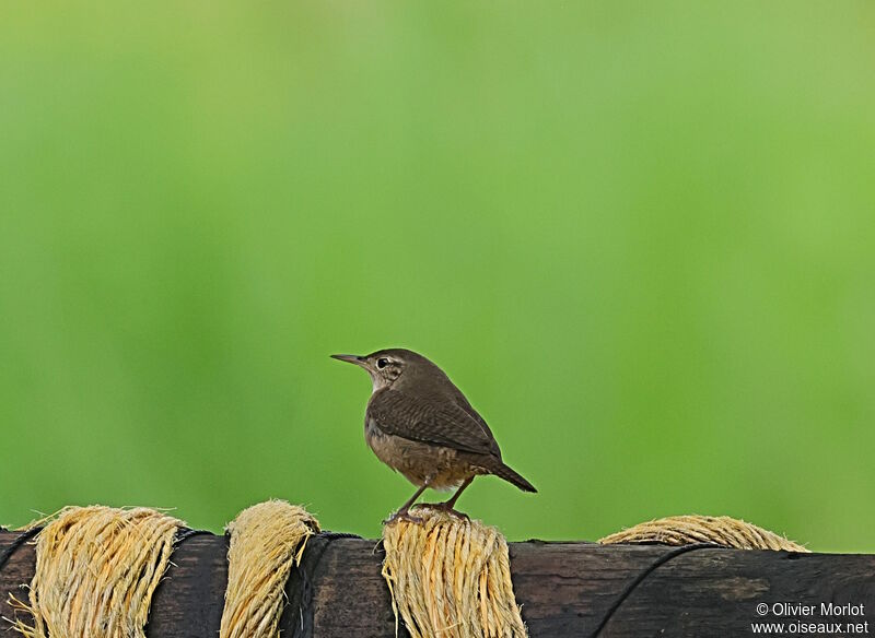 House Wren