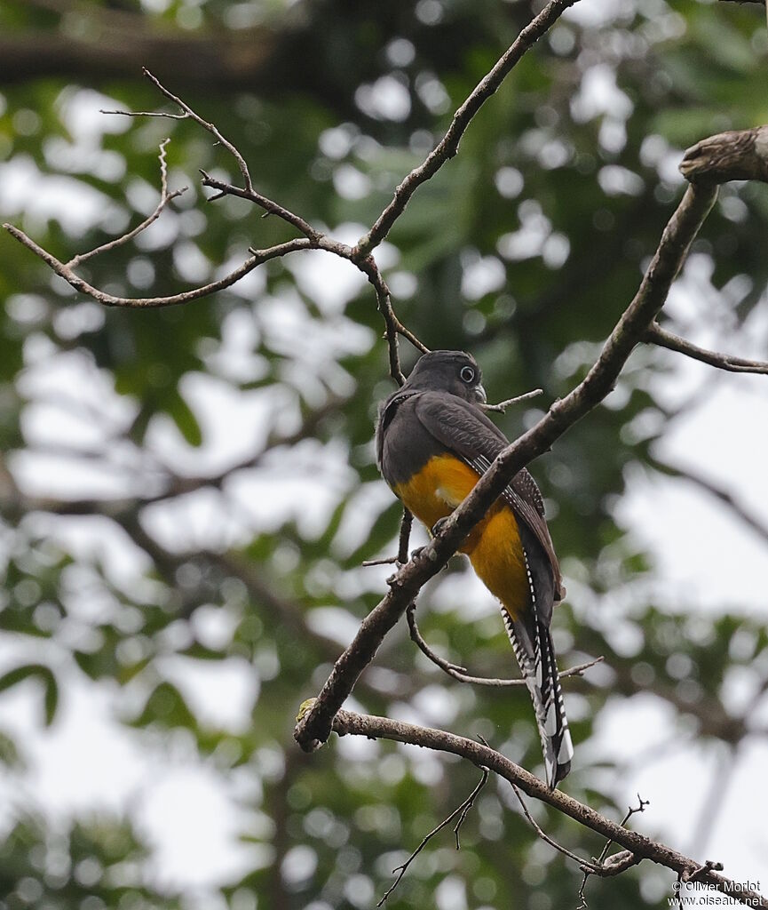 Green-backed Trogon