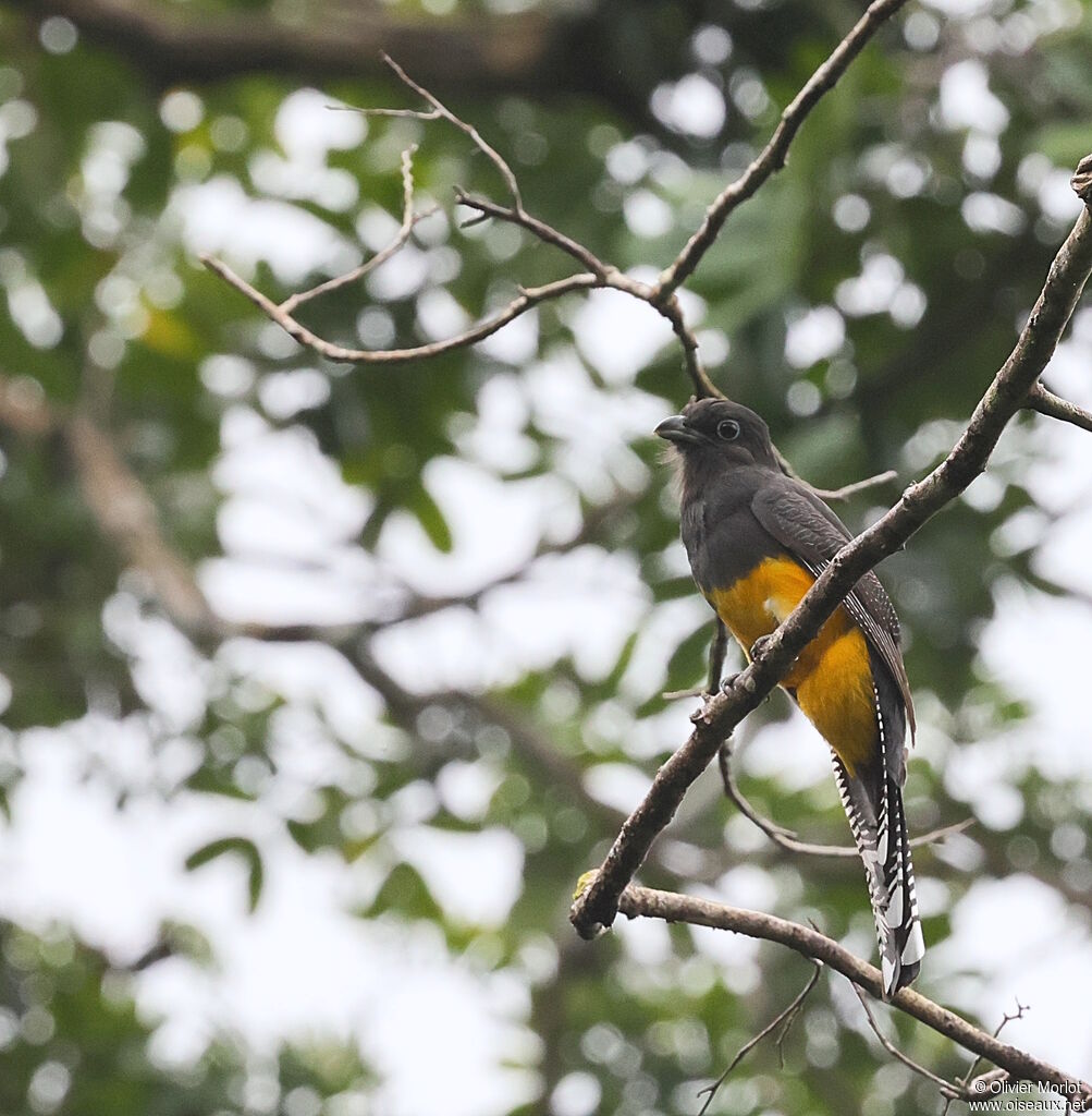 Green-backed Trogon