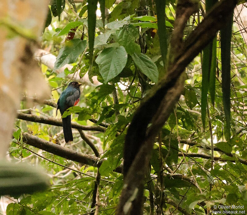 Black-tailed Trogon