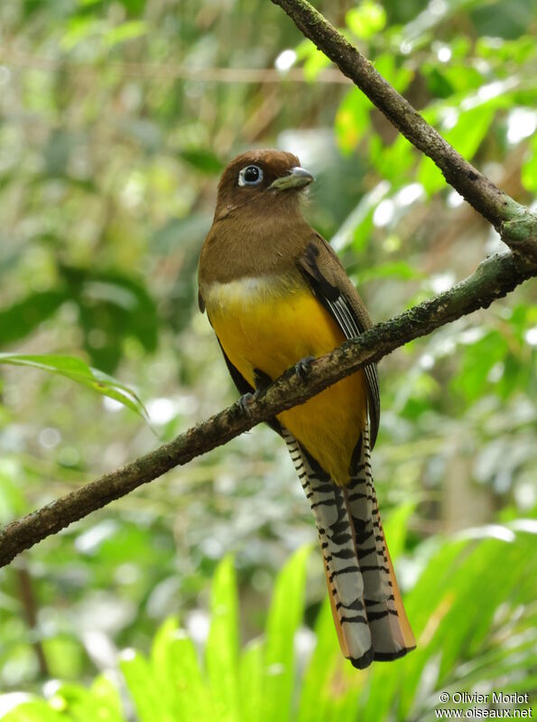 Trogon de Cabanis femelle