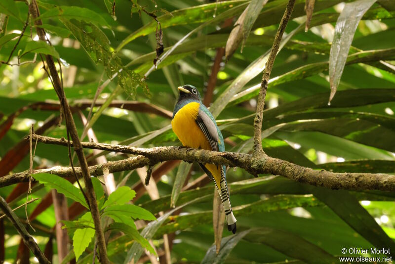 Trogon de Cabanis mâle