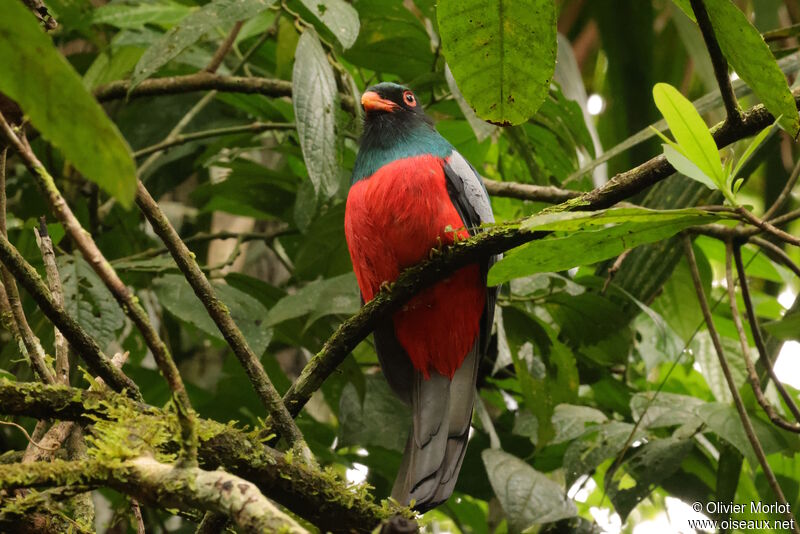 Trogon de Masséna mâle