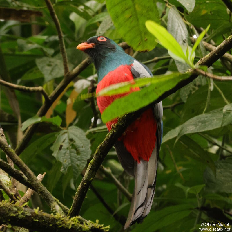 Trogon de Masséna mâle