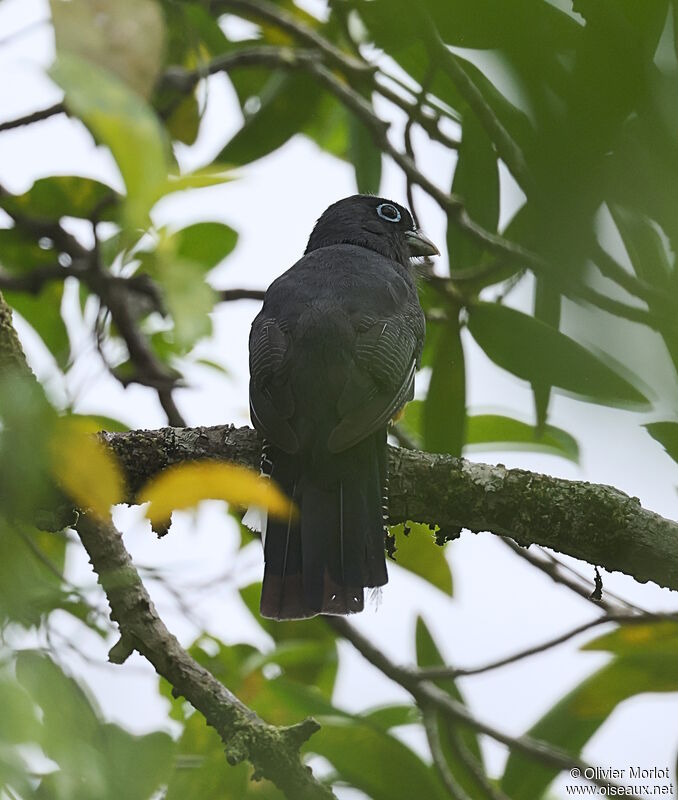 Trogon de Panama