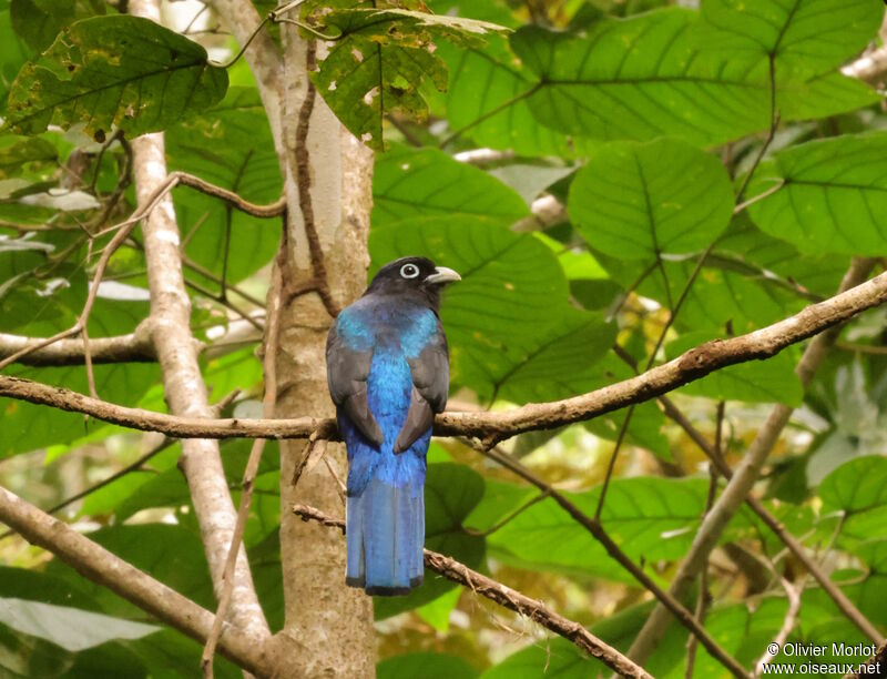 Trogon de Panama mâle