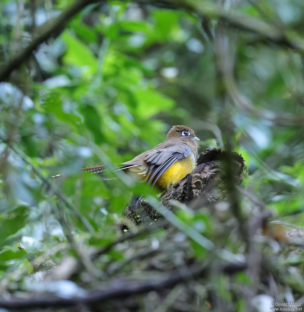 Atlantic Black-throated Trogon