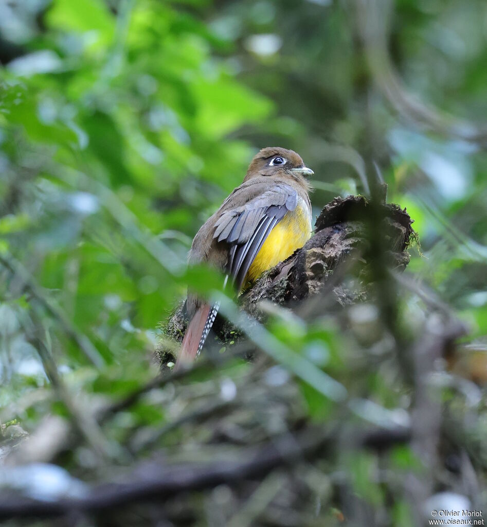 Atlantic Black-throated Trogon