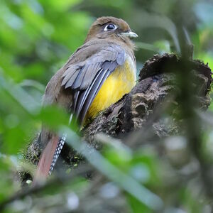 Trogon de Pelzeln