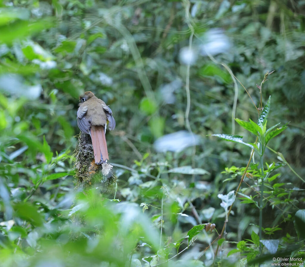 Atlantic Black-throated Trogon
