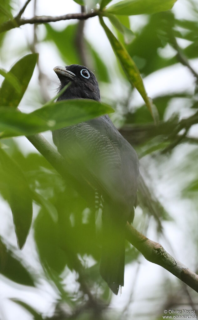 Trogon de Sclater
