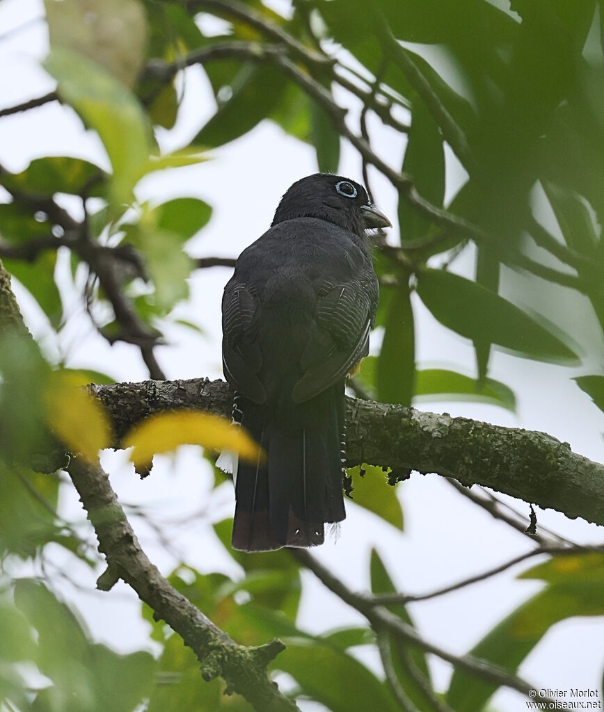 Trogon de Sclater