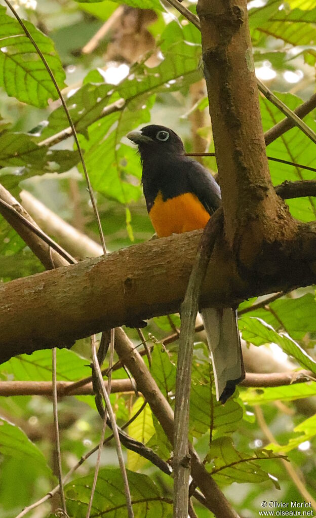 Trogon de Sclater