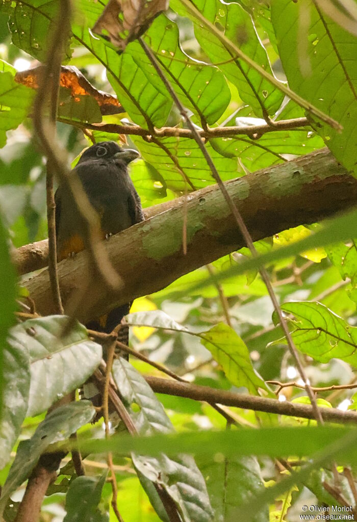 Trogon de Sclater
