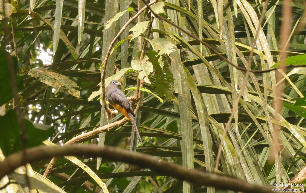 Trogon de Sclater