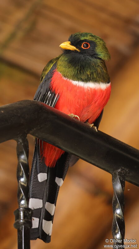 Trogon masqué