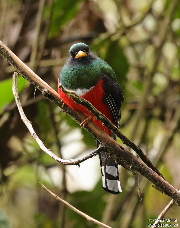 Masked Trogon