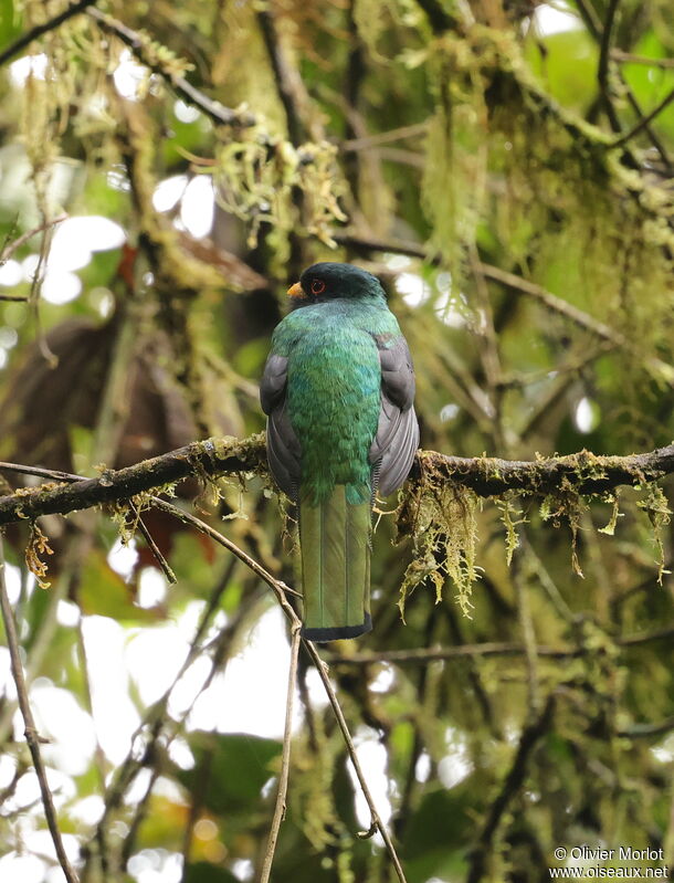 Masked Trogon