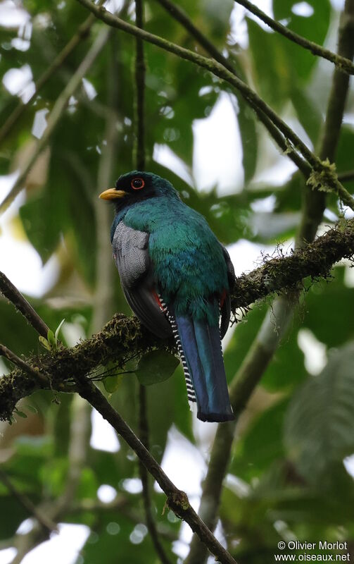 Masked Trogon