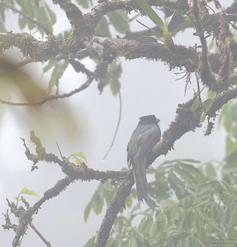 Trogon rosalba mâle