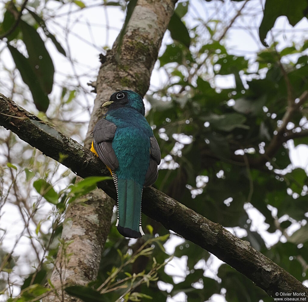Trogon surucua mâle