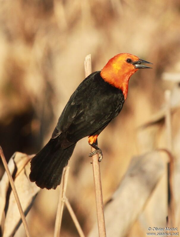 Scarlet-headed Blackbird