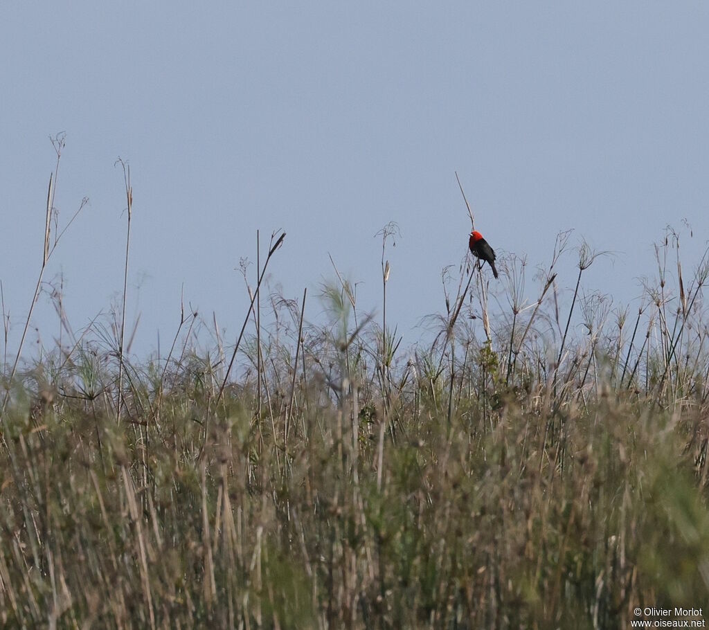 Troupiale à tête rouge, habitat