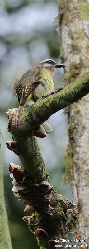 Golden-bellied Flycatcher