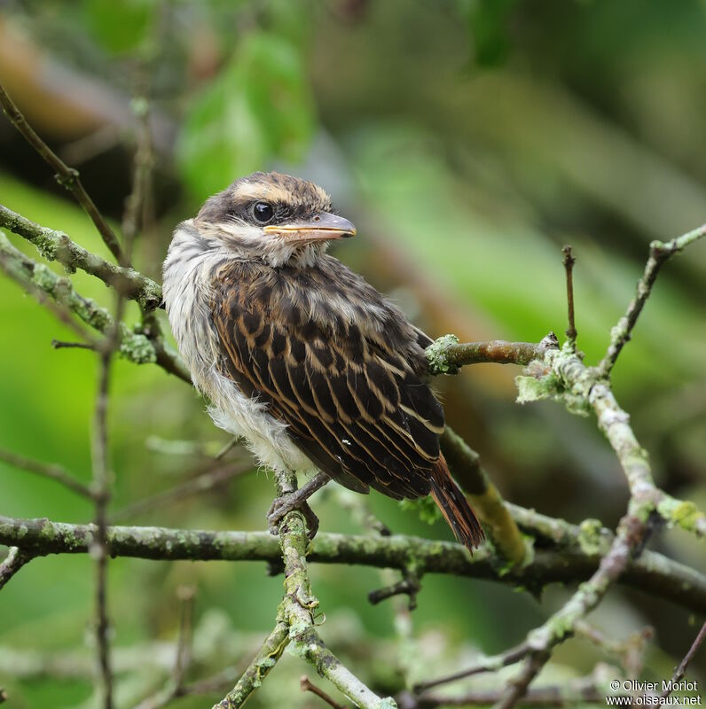 Streaked Flycatcherjuvenile