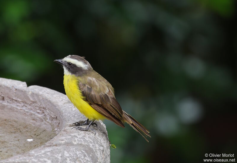 Rusty-margined Flycatcher