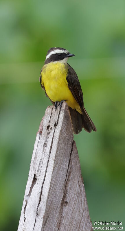 Rusty-margined Flycatcher