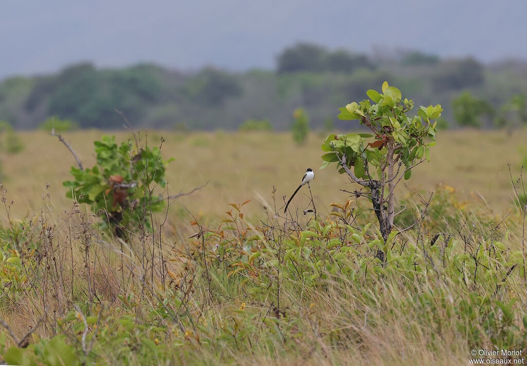 Fork-tailed Flycatcher
