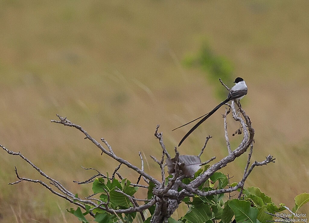 Fork-tailed Flycatcher
