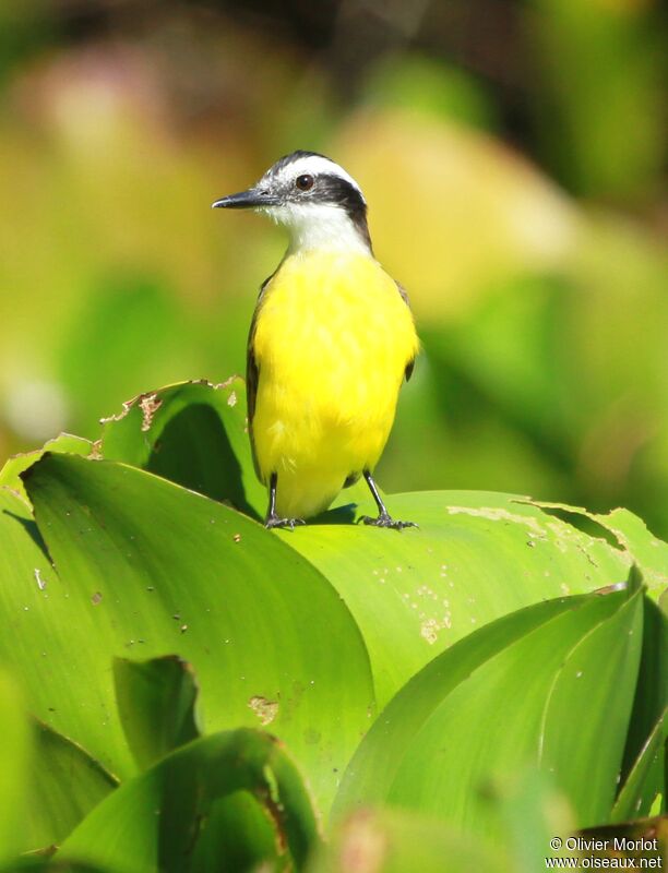 Lesser Kiskadee