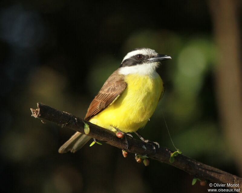 Lesser Kiskadee