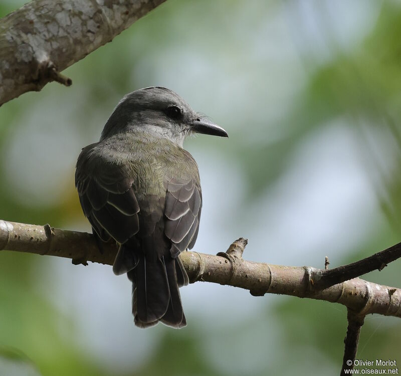 Tropical Kingbird