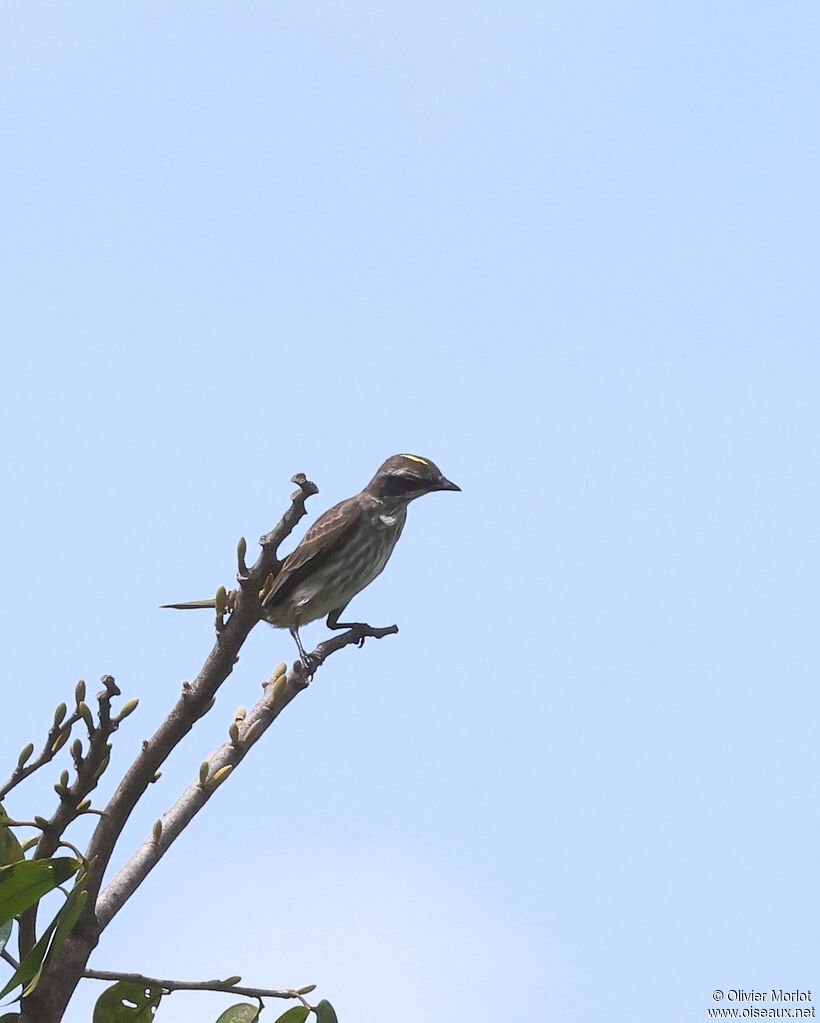 Piratic Flycatcher